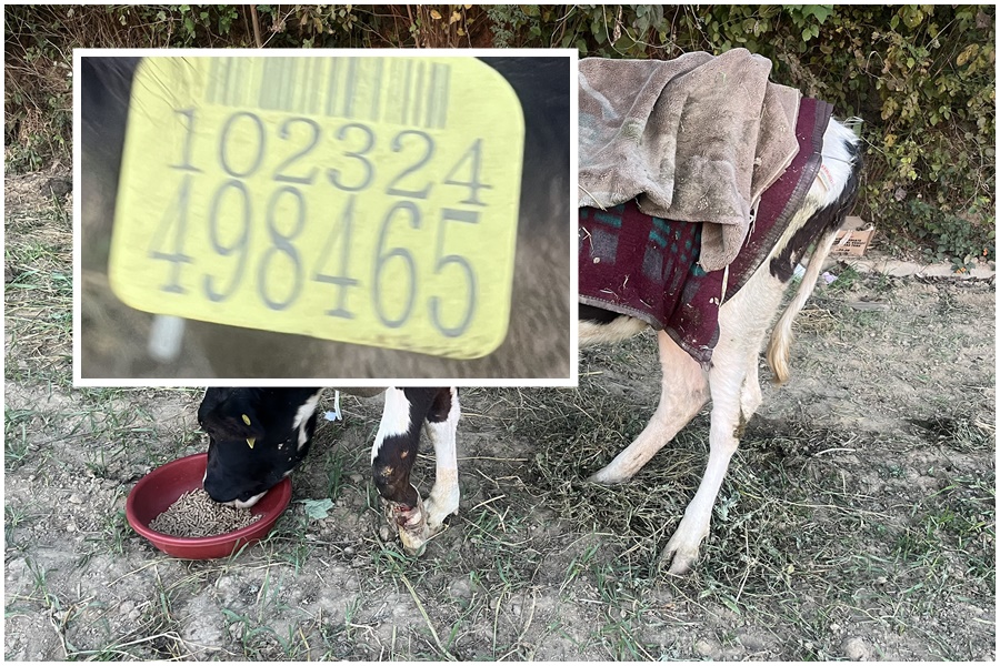 Sterilization of domestic animals Leaving cows open in barbed canals and roads is a big disgrace to humanity, Punjab government's silence is suffering for animals.